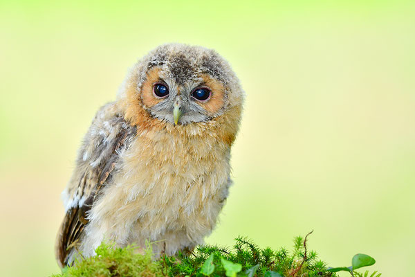 Waldkauz Jungvogel