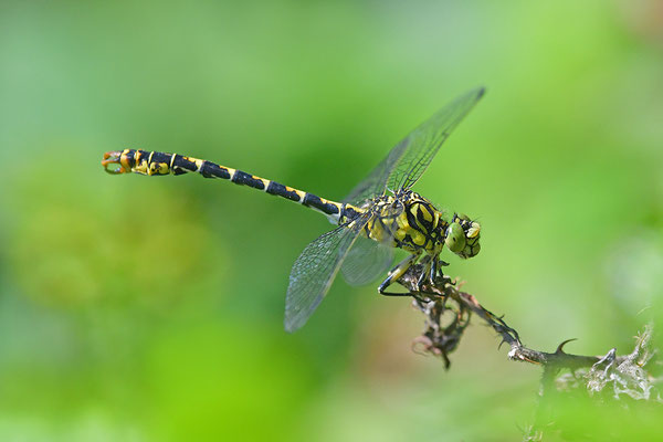 Kleine Zangenlibelle