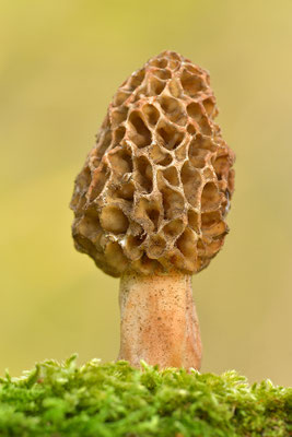 Speisemorschel
