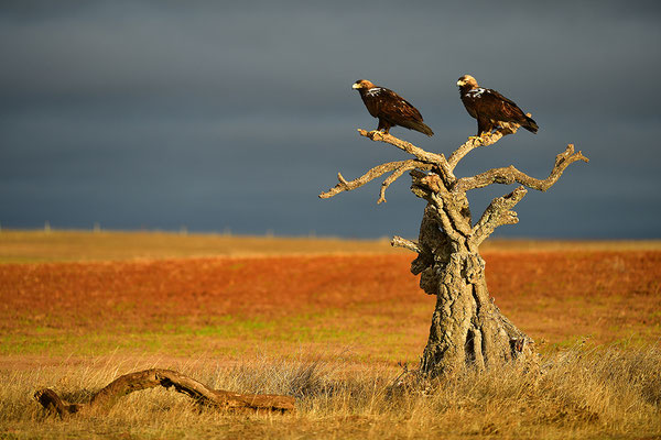 Kaiseradler
