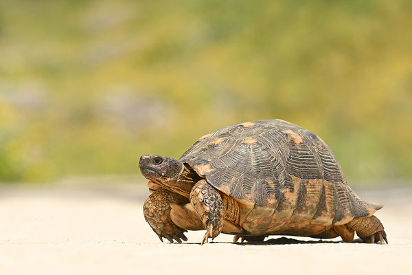 Breitrandschildkröte