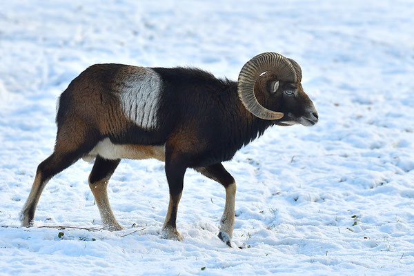 Mufflon