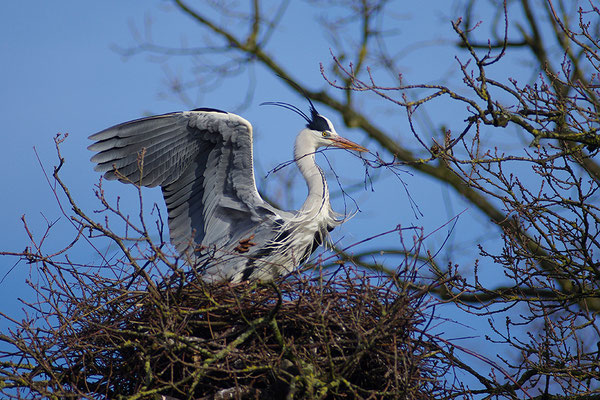 Graureiher am Nest