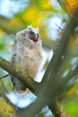 Waldohreule Ästling, Jungvogel