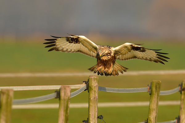 Rauhfußbussard