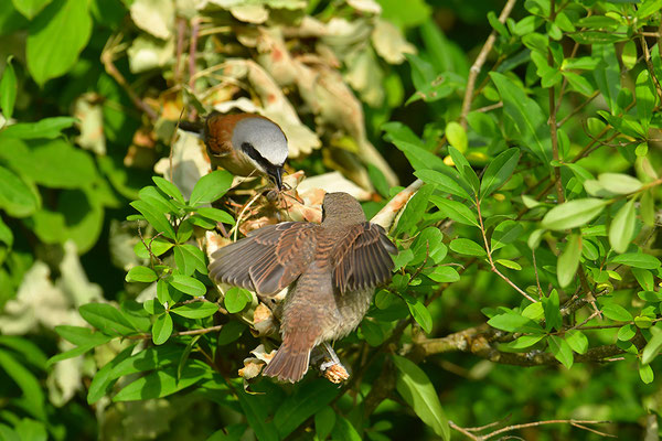 Neuntöter Männchen füttert Jungvogel