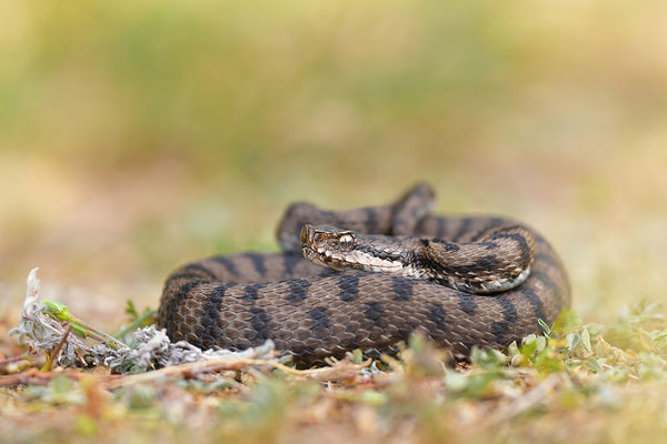 Aspisviper