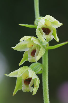 Müllers Stendelwurz