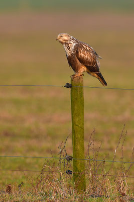 Rauhfußbussard