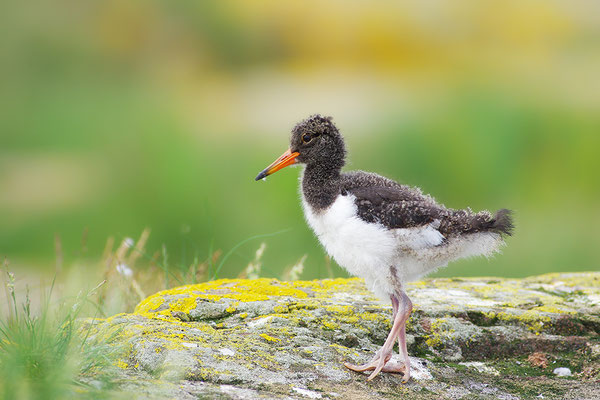 Austernfischer Jungvogel