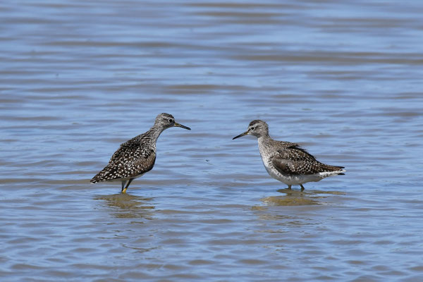Bruchwasserläufer