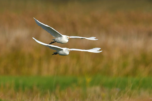 Kuhreiher im Flug