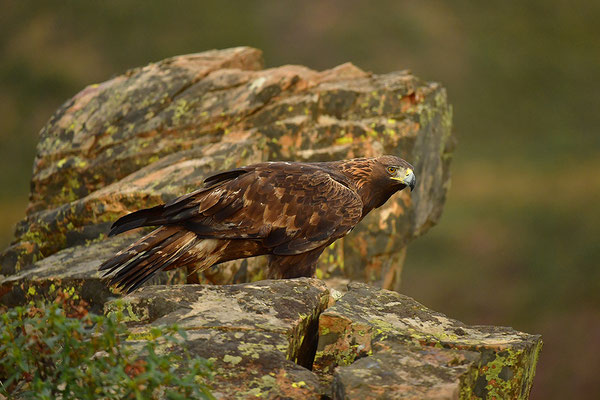 Steinadler