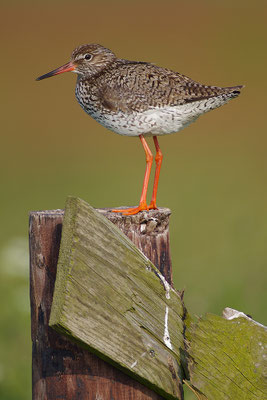 Rotschenkel