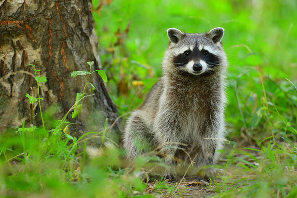 Waschbär
