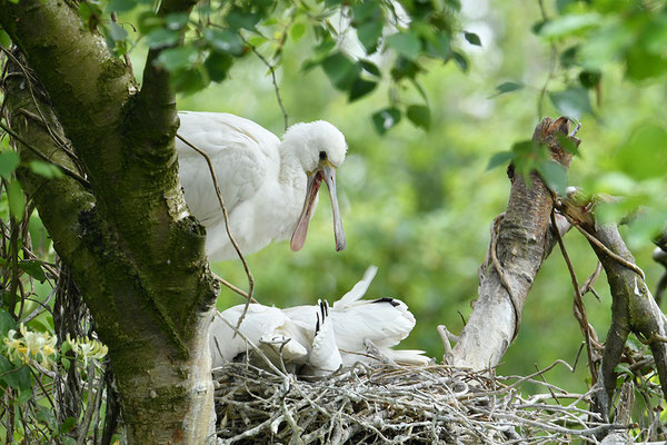 Löffler Jungvögel am Nest