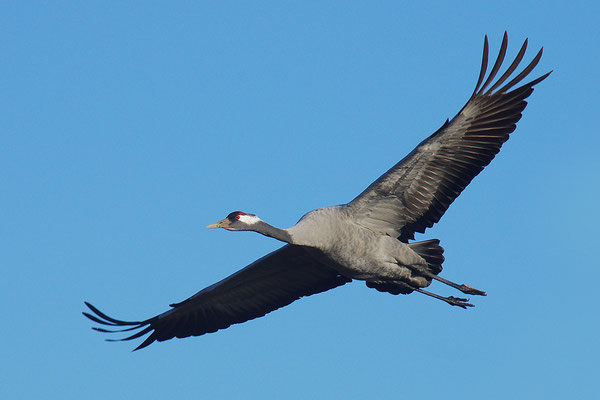 Kranich im Flug