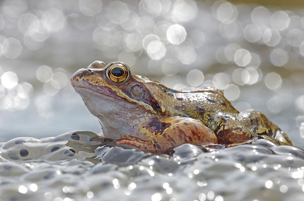 Grasfrosch auf Laich