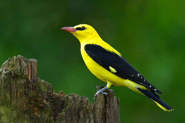 Pirol Männchen