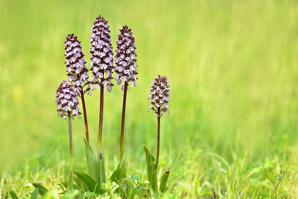 Purpurknabenkraut