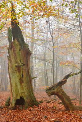 Urwald Sababurg