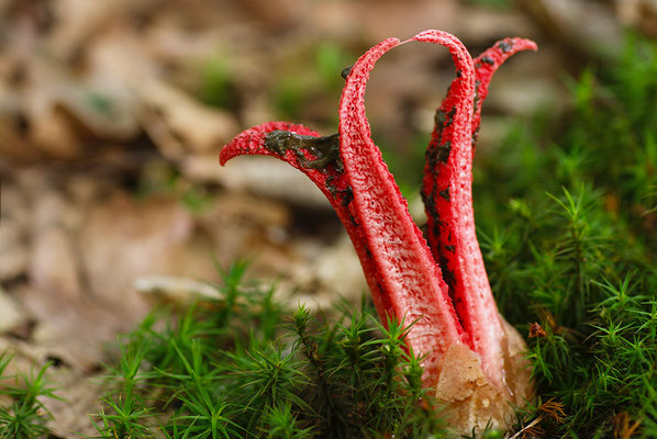 Tintenfischpilz