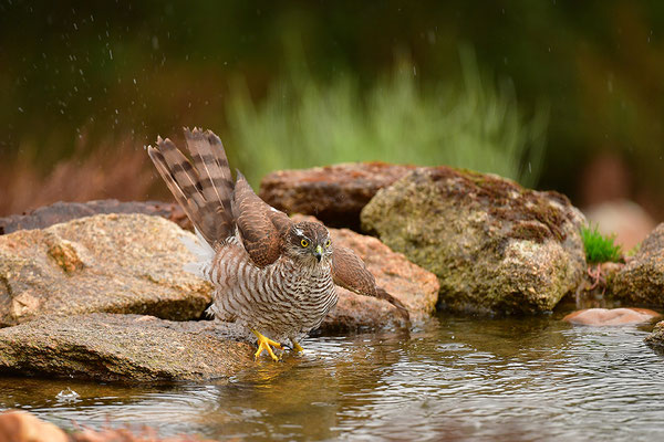 Sperber beim Baden