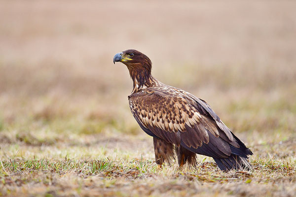 Seeadler