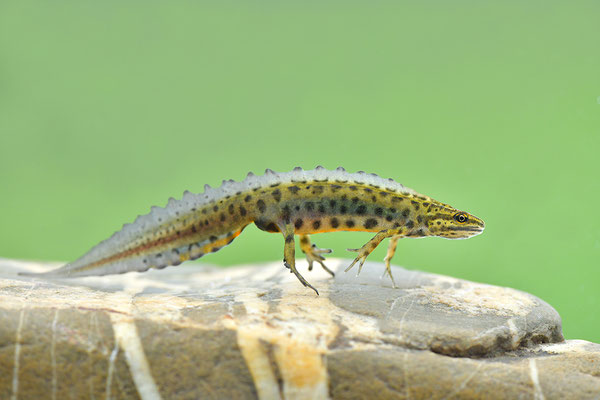 Teichmolch Männchen