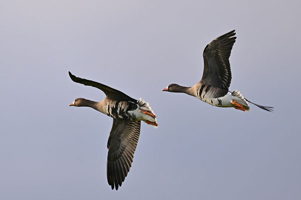 Blässgans