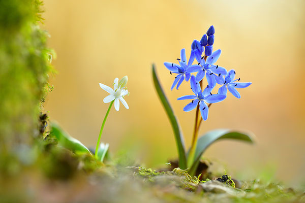 Blaustern mit weißer Form