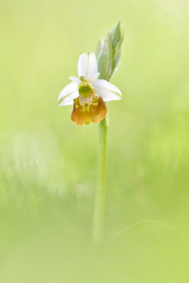 Gelbe Hummelragwurz flavescens