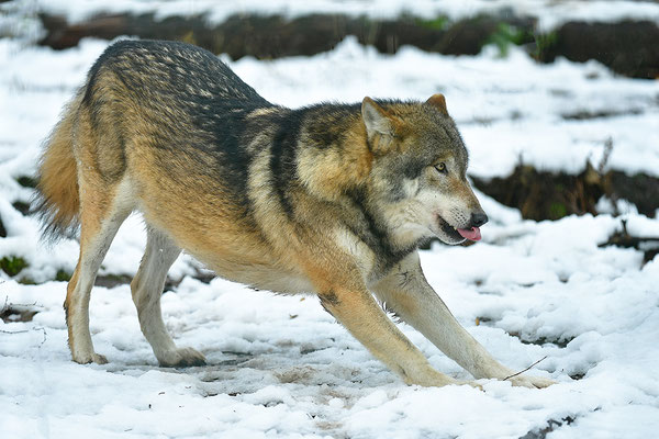 Wolf