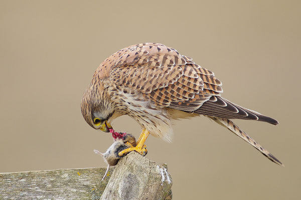 Turmfalke mit Beute