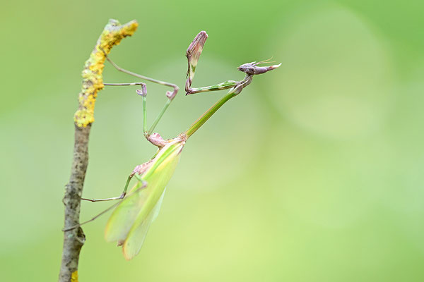 Empuse, Empusa fasciata