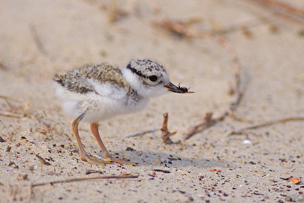 Sandregenpfeifer Jungvogel