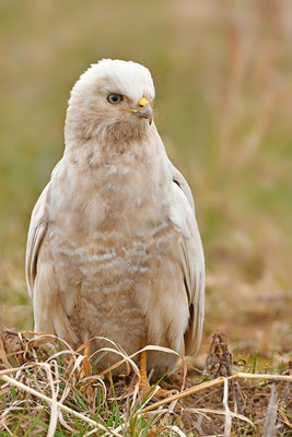 Mäusebussard Leuzist Farbanomalie