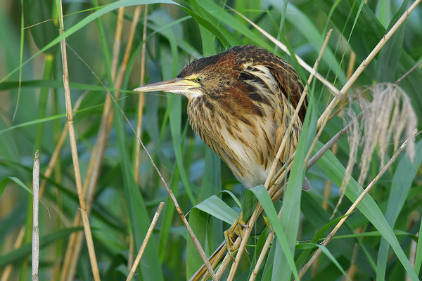 Zwergdommel Jungvogel