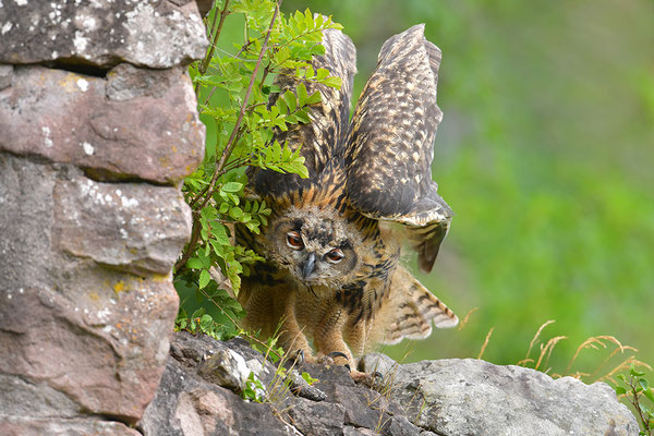 Uhu Jungvogel