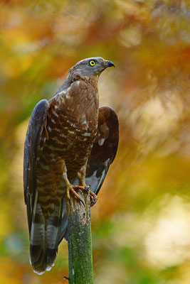 Wespenbussard, Nationalpark Bayrischer Wald Tierfreigelände Neuschönau