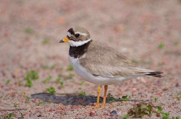 Sandregenpfeifer