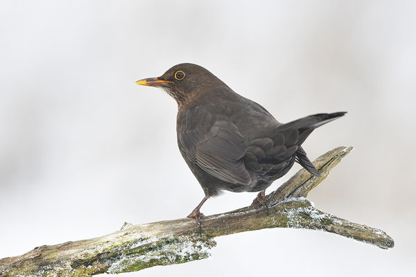 Amsel Weibchen