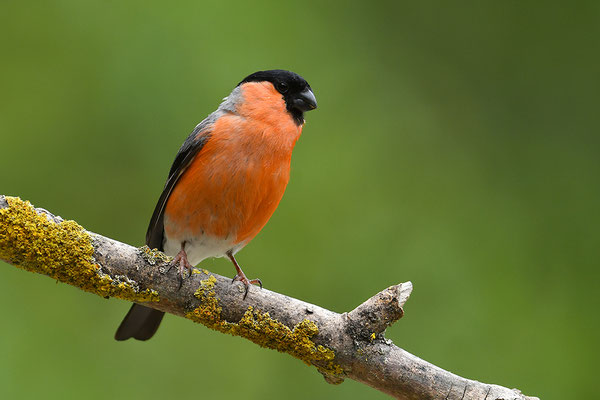 Dompfaff Männchen