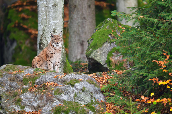 Luchs Nationalpark Bayrischer Wald Tierfreigelände Neuschönau
