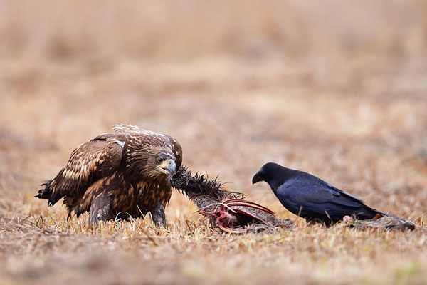 Seeadler fressend