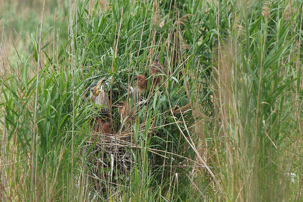 Purpurreiher am Nest