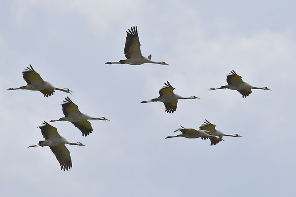 Kraniche im Flug