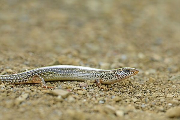Gestreifter Walzenskink
