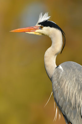 Graureiher Portrait