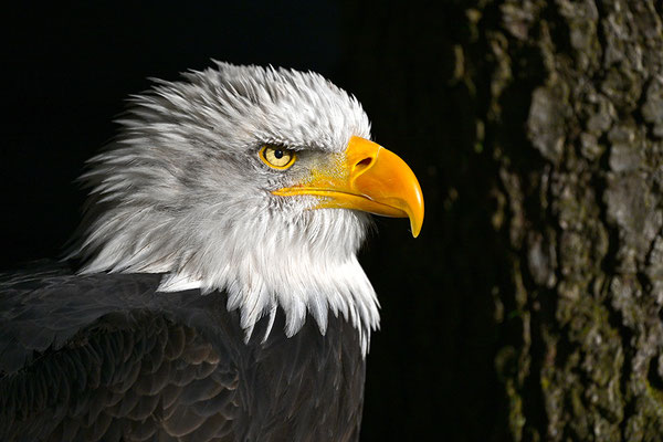 Weißkopfseeadler